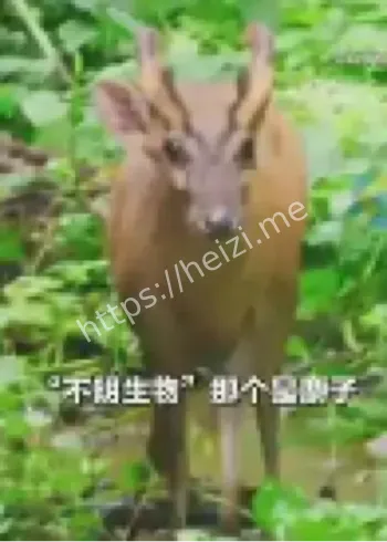 虎跳峡不明生物回应