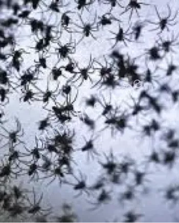 巴西小镇天降蜘蛛