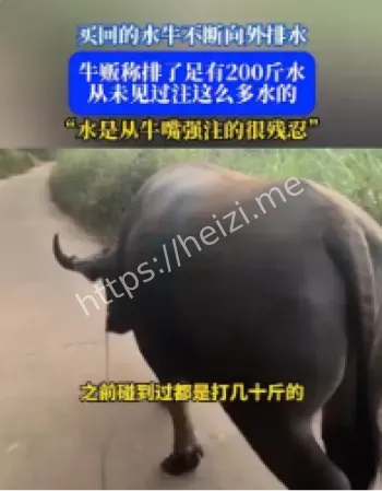 活牛注水事件受害者